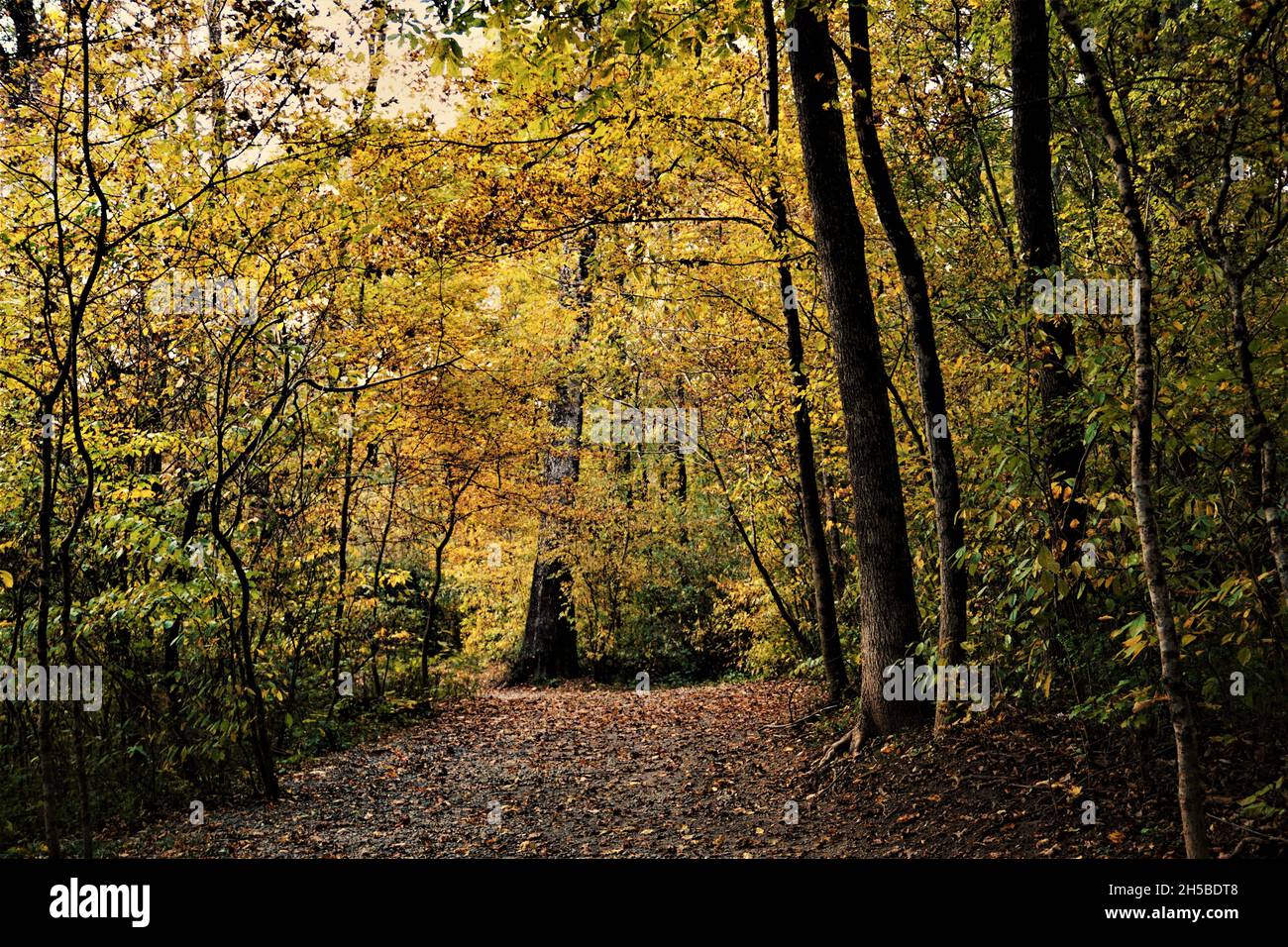 Fallfarbene Äste Bogen über den Weg durch den Wald Stockfoto