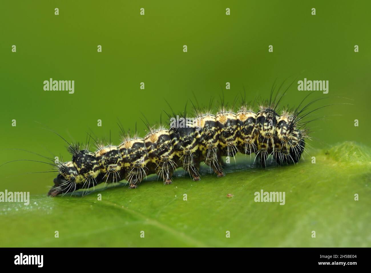 Vierfleckige Raupe der Footman-Motte (Lithosia quadra). Tipperary, Irland Stockfoto