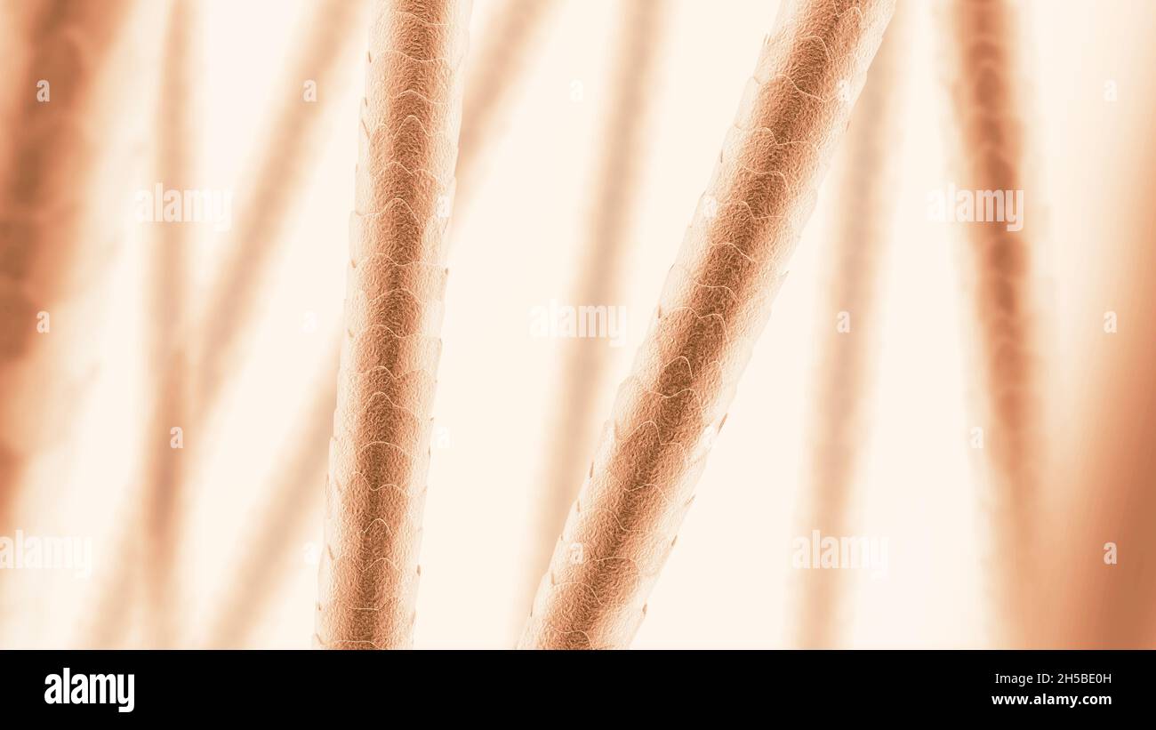 Extreme Vergrößerung - Menschliches Haar unter dem Mikroskop  Stockfotografie - Alamy