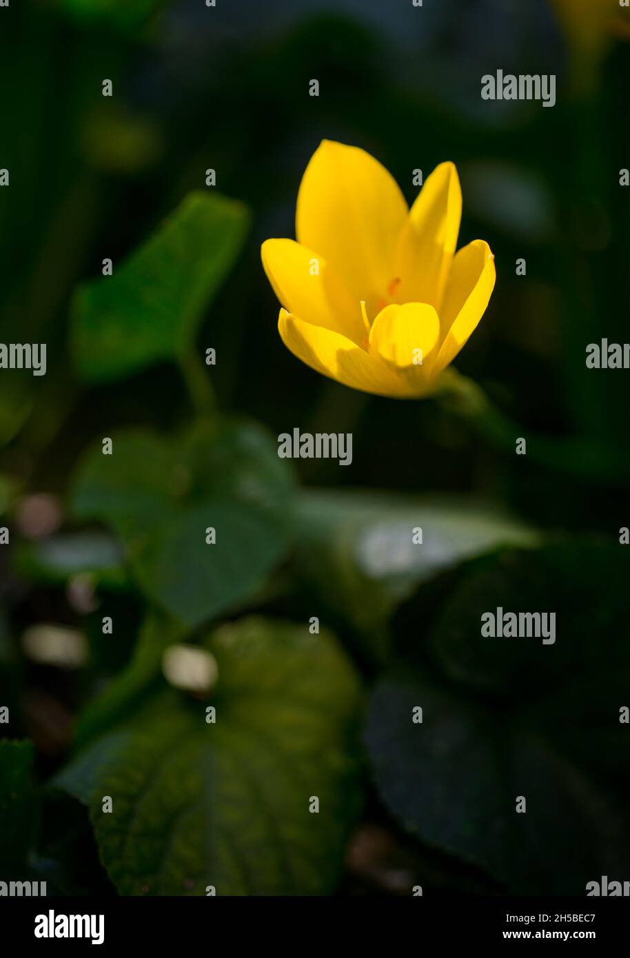 Herbst wild und Garten Blumen - gelbe Krokus auf einem Hintergrund von Bokeh Stockfoto