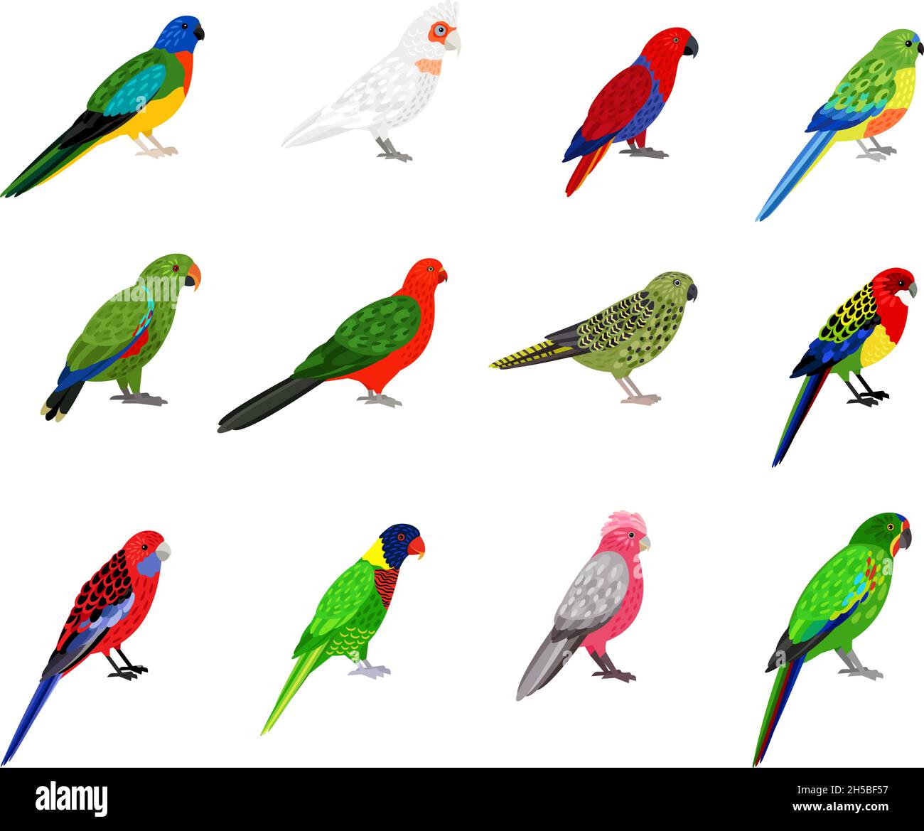Papageienset. Cartoon-Vögel mit bunten Federn, tropische Figuren des Zoos mit Schnabel und Federn, Vektordarstellung von farbigen Sittichen isoliert auf weißem Hintergrund Stock Vektor