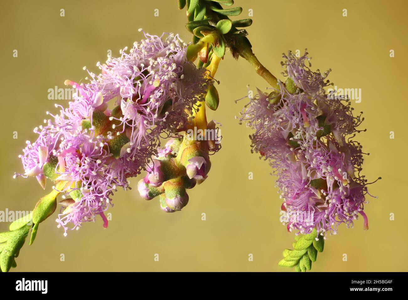 Makroaufnahme der Blütenstände von Honigmyrtle (Melaleuca thymifolia) Stockfoto