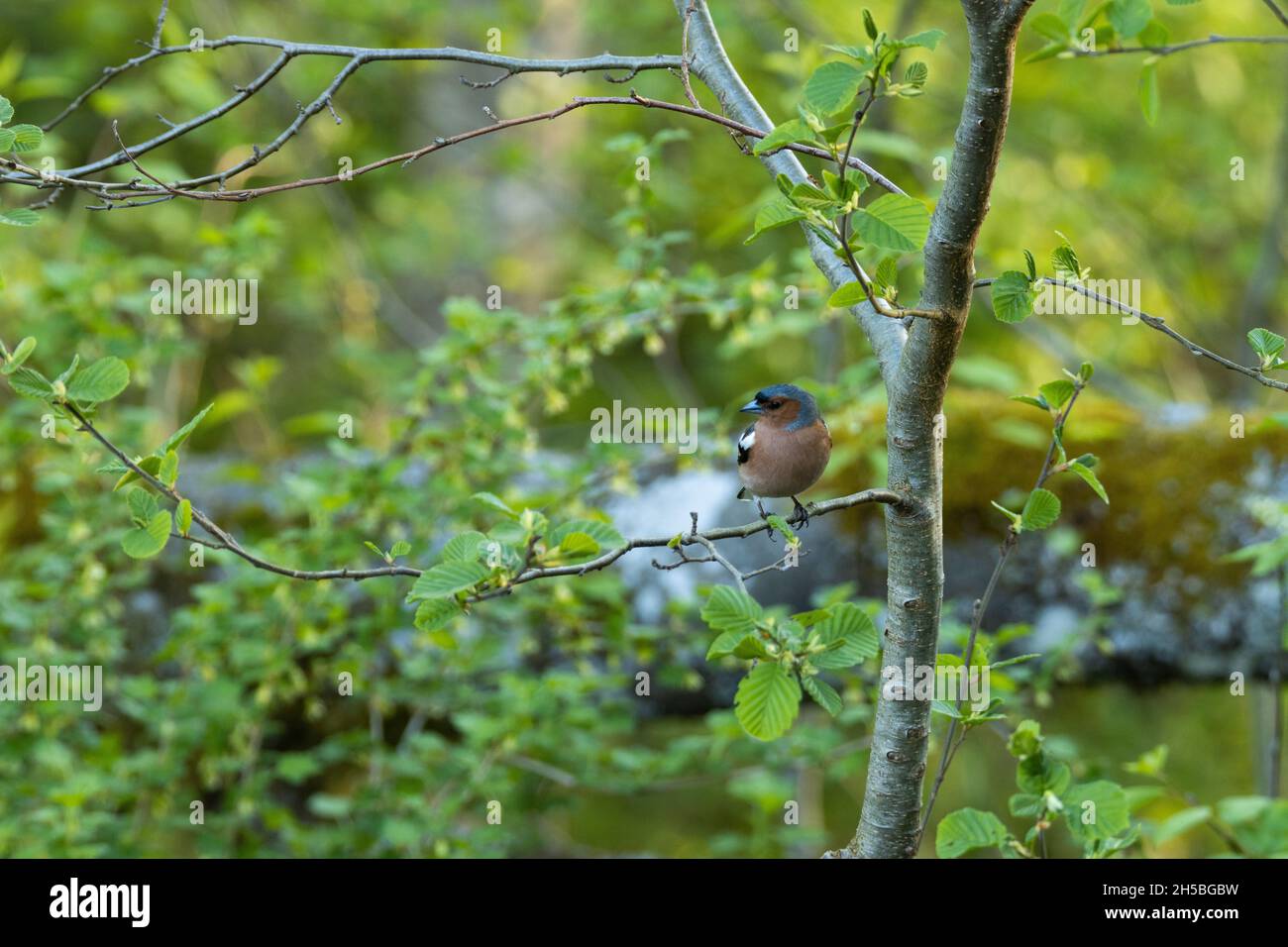Ausgewachsener männlicher Schaffinch, Fringilla Coelebs hoch oben auf einem kleinen Zweig an einem Frühlingsabend im estnischen borealen Wald. Stockfoto