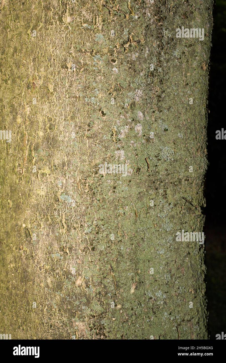 Magnolia liliiflora frisches Obst und Rinde aus nächster Nähe Stockfoto