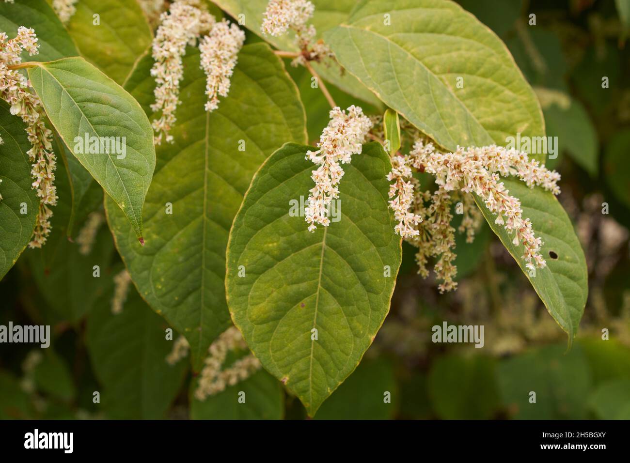 Weißer Blütenstand des Reynoutria japonica-Strauches Stockfoto