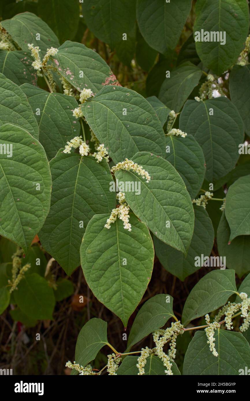 Weißer Blütenstand des Reynoutria japonica-Strauches Stockfoto