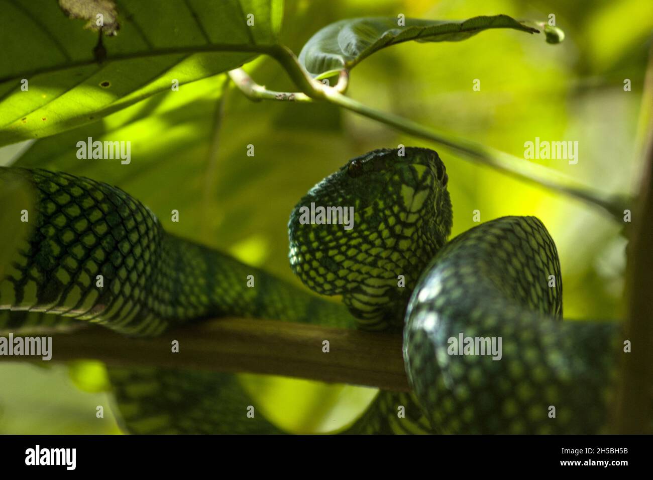 Die Green Bornean Spit Viper am 10. September 2019 im Wald des Tabin Wildlife Reserve Forest, Sabah, Borneo Island, Malaysia gesehen. Diese giftige Schlangenfamilie ist am leichtesten durch ein Paar von Gruben, die zwischen Nasenloch und Auge gefunden werden können, zu identifizieren. Diese Gruben sind tatsächlich wärmefühlende Organe, die durch das Infrarot als den unschätzbaren sechsten Sinn sehen konnten, um ein nächtliches Raubtier zu sein. Foto von Aditya Sutanta/ABACAPRESS.COM Stockfoto