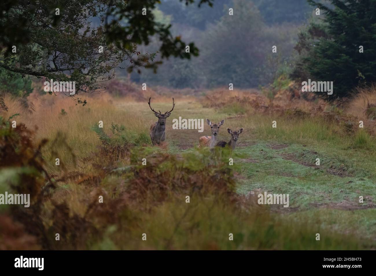 Buck Damwild (Dama dama) mit Rehwild und Rehkitz im Herbst. The New Forest National Park, Hampshire, England, Großbritannien. Stockfoto