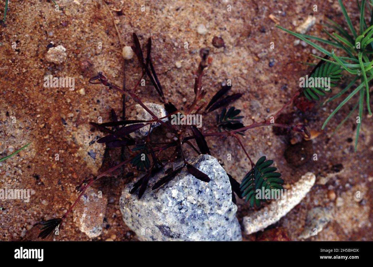 Mimosa pudica auch als empfindliche Pflanze, verschlamme Pflanze, Action-Pflanze, Touch-Me-Not, Schampflanze Stockfoto