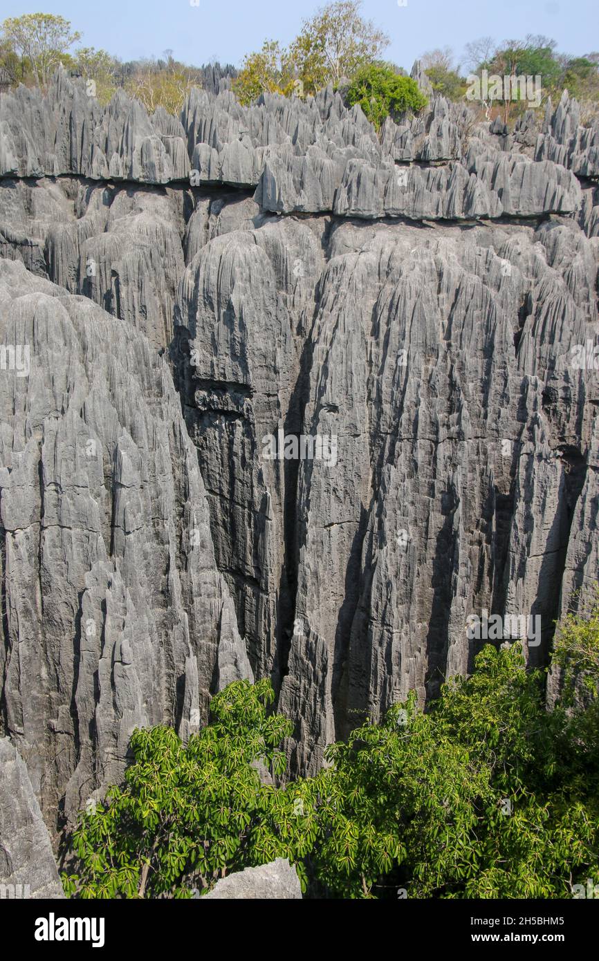 Madagaskar, Tsingy de Bemaraha strenge Naturschutzgebiet - erodiert Karst Kalkstein Stockfoto