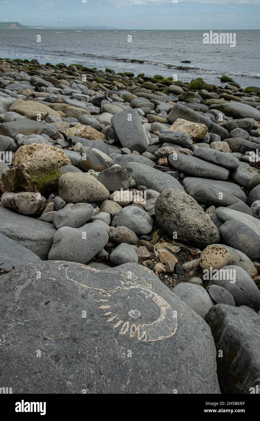 Fossil Ammonit, Monmouth Beach, Lyme Regis, Dorset, Großbritannien Stockfoto