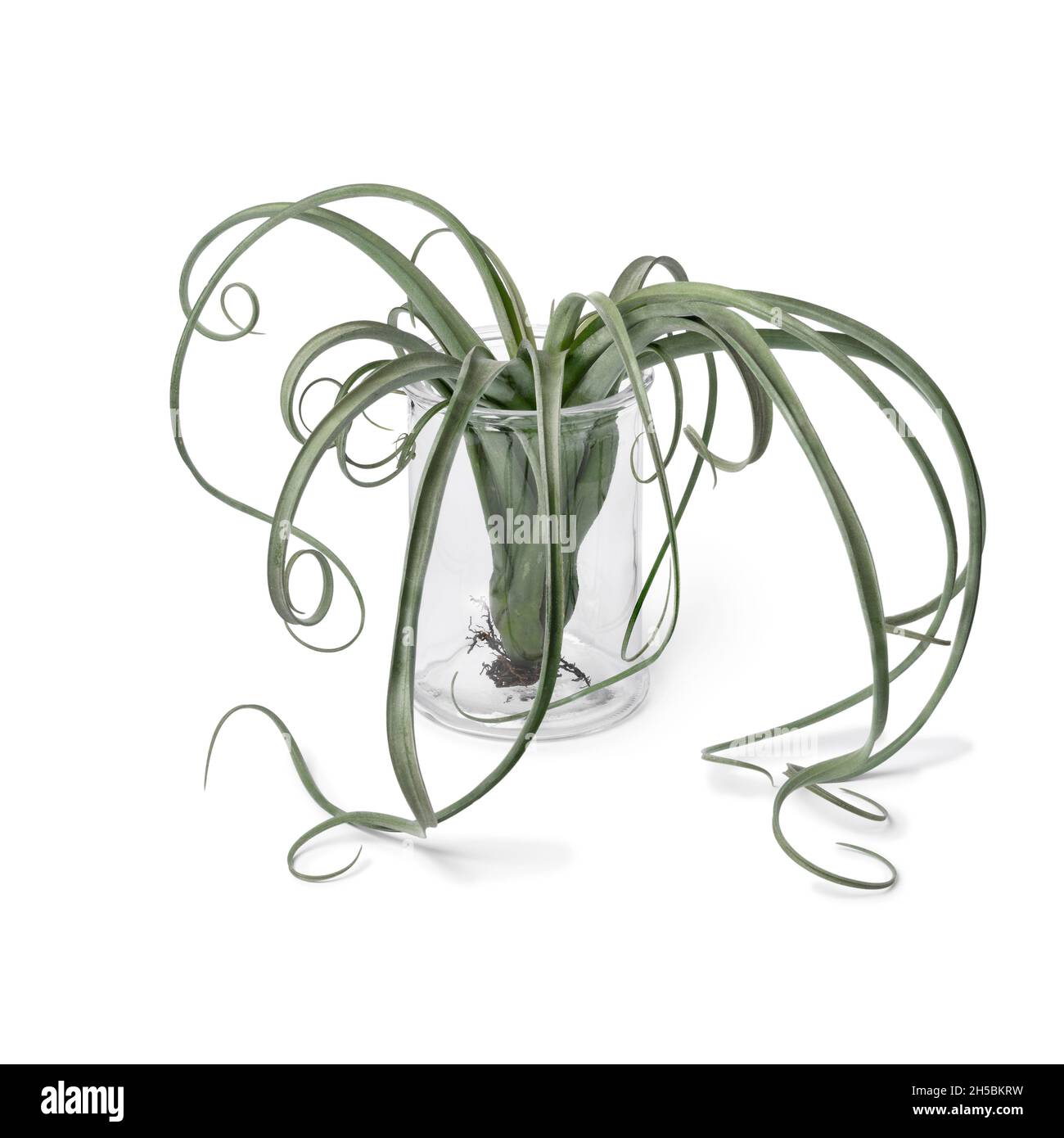 Bromelia Tillandsia Curly Schlanke Pflanze in einer Glasvase auf weißem Hintergrund Stockfoto