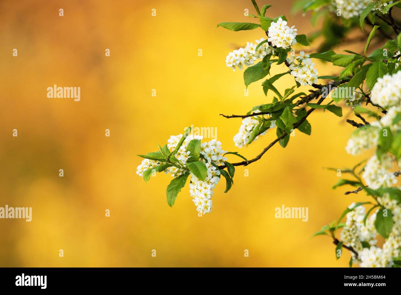 Vogelkirschbaum, Prunus padus blüht während eines wunderschönen warmen Sonnenuntergangs an einem Frühlingsabend in Estland. Stockfoto