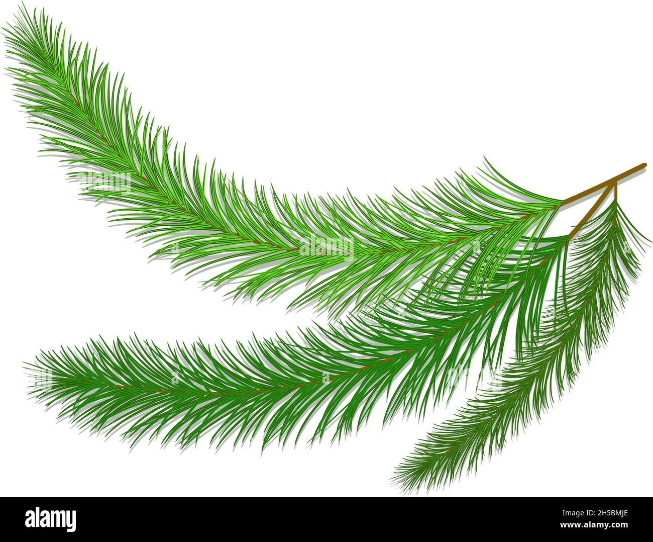 Vector Weihnachtsbaum Tanne und Fichte Äste isoliert auf weißem Hintergrund Stock Vektor