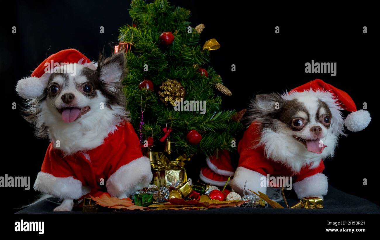 Zwei chihuahua Hunde tragen ein rotes weihnachtsmann Kostüm mit Geschenkbox und blicken in die Kamera. Isoliert auf schwarzem Hintergrund. Frohes neues Jahr und Merry Chr. Stockfoto