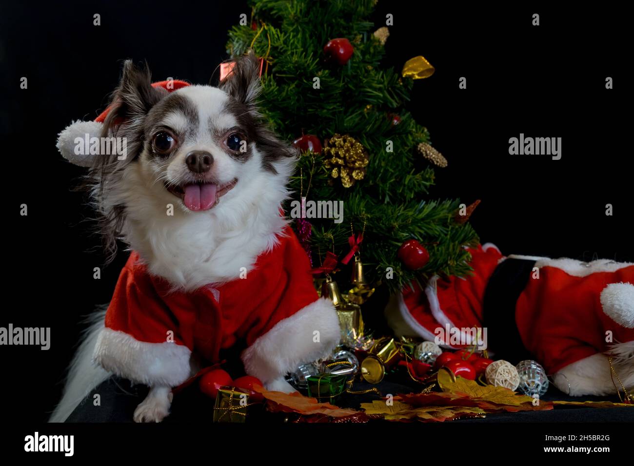 Ein chihuahua Hund trägt ein rotes Weihnachtsmann Kostüm mit Geschenkbox und schaut auf die Kamera. Isoliert auf schwarzem Hintergrund. Frohes neues Jahr und Frohe Weihnachten Stockfoto