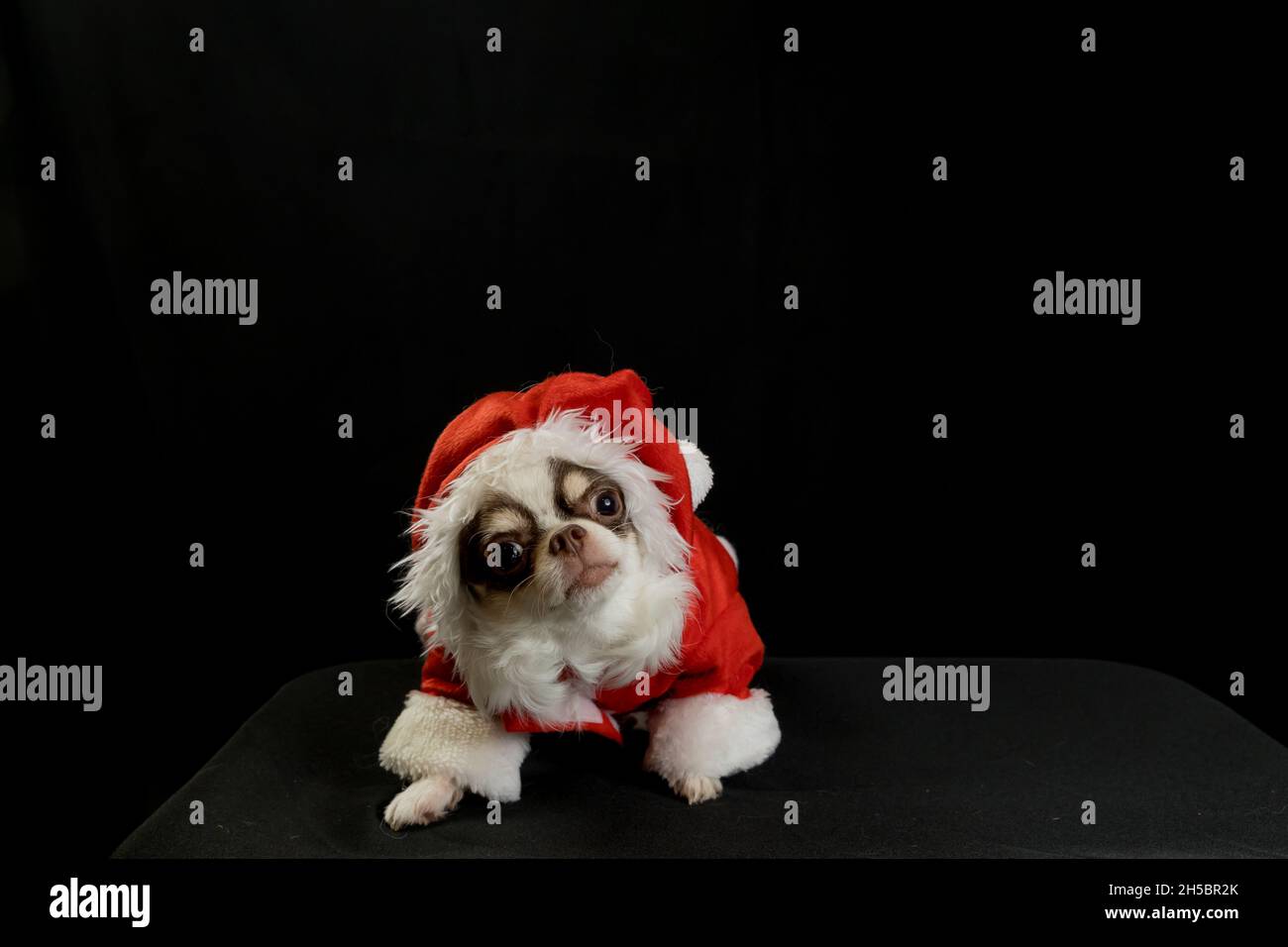 Ein chihuahua Hund trägt ein rotes Weihnachtsmann Kostüm mit Geschenkbox und schaut auf die Kamera. Isoliert auf schwarzem Hintergrund. Frohes neues Jahr und Frohe Weihnachten Stockfoto