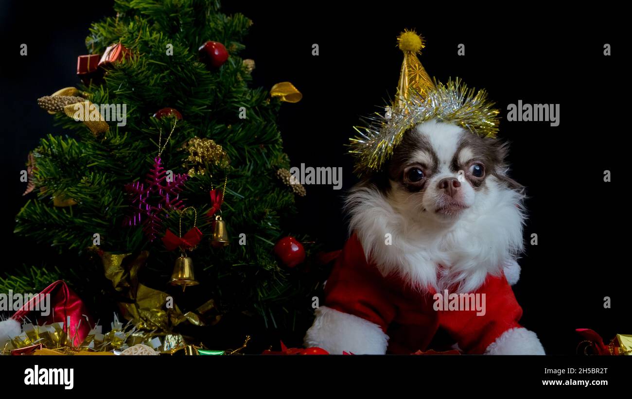 Ein chihuahua Hund trägt ein rotes weihnachtsmann Kostüm mit Geschenkbox und schaut auf die Kamera. Isoliert auf schwarzem Hintergrund. Frohes neues Jahr und Frohe Weihnachten Stockfoto