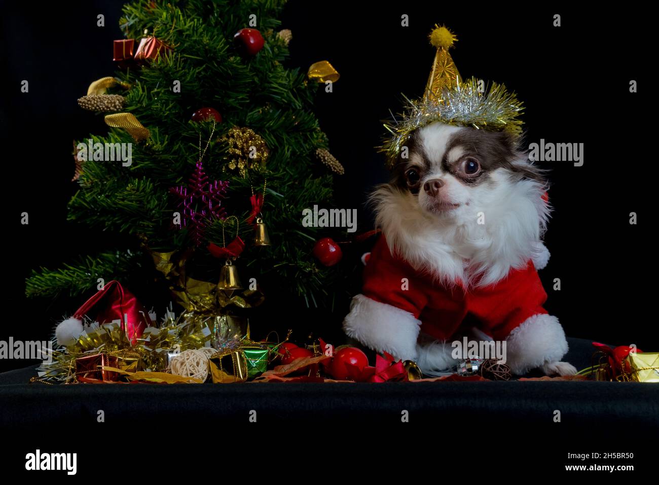 Ein chihuahua Hund trägt ein rotes weihnachtsmann Kostüm mit Geschenkbox und schaut auf die Kamera. Isoliert auf schwarzem Hintergrund. Frohes neues Jahr und Frohe Weihnachten Stockfoto