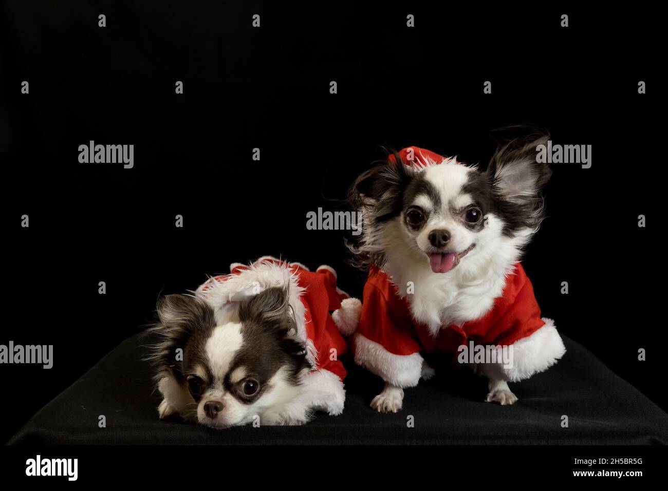 Zwei chihuahua Hunde tragen ein rotes weihnachtsmann Kostüm mit Geschenkbox und blicken in die Kamera. Isoliert auf schwarzem Hintergrund. Frohes neues Jahr und Merry Chr. Stockfoto