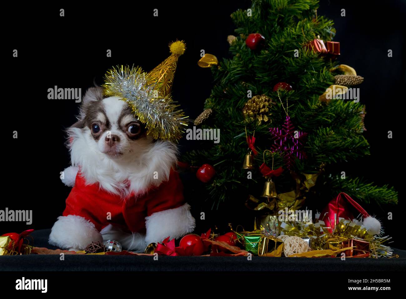 Ein chihuahua Hund trägt ein rotes weihnachtsmann Kostüm mit Geschenkbox und schaut auf die Kamera. Isoliert auf schwarzem Hintergrund. Frohes neues Jahr und Frohe Weihnachten Stockfoto