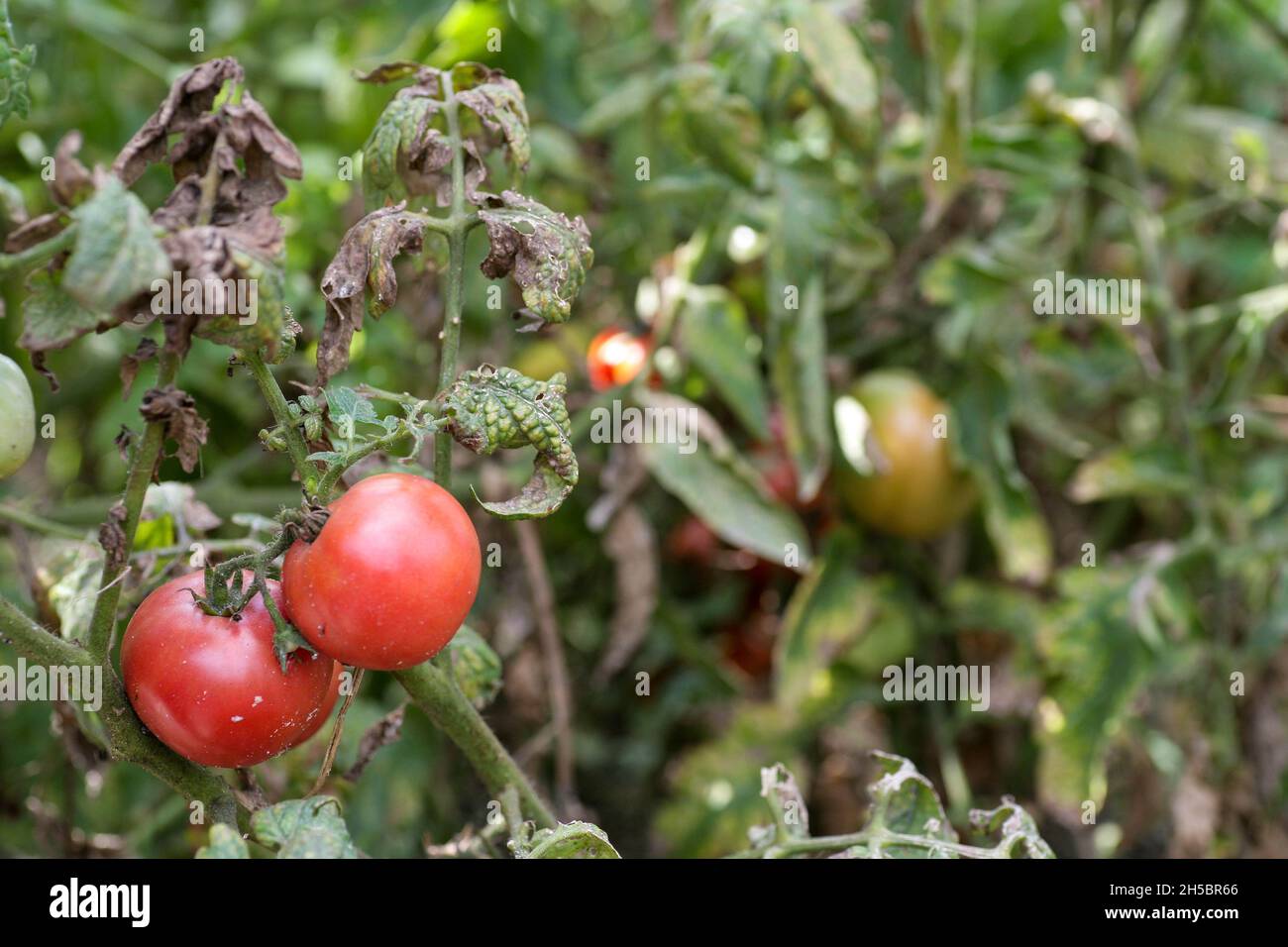 Pilzerkrankungen gefährliche Krankheiten von Tomaten, die Vertreter von Nachtschatten vor allem Kartoffeln betrifft. Diese Krankheit wird durch pathogene Organismen verursacht, die sich zwischen Pilzen und Protozoen-Grauflecken befinden Stockfoto