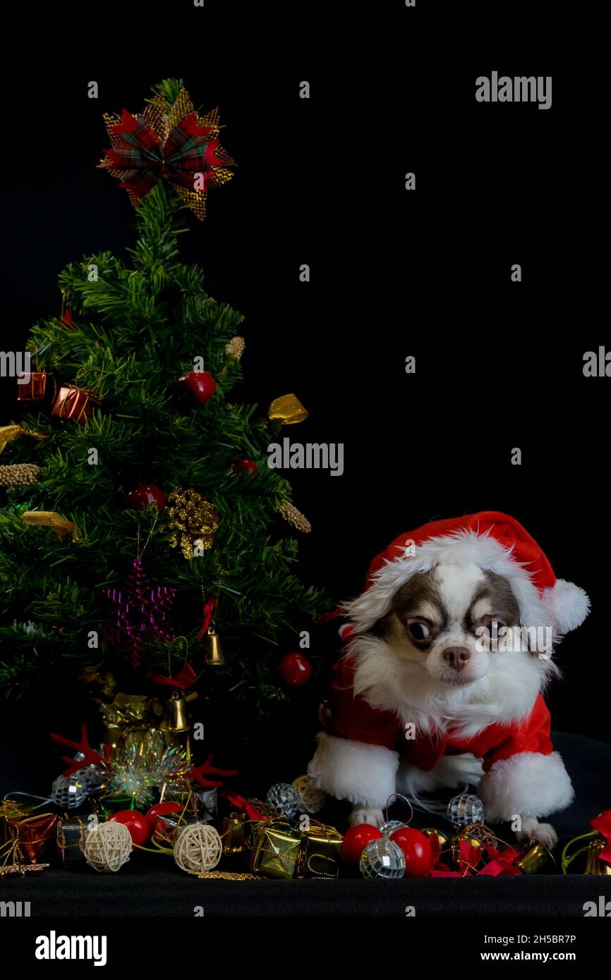 Ein chihuahua Hund trägt ein rotes weihnachtsmann Kostüm mit Geschenkbox und schaut auf die Kamera. Isoliert auf schwarzem Hintergrund. Frohes neues Jahr und Frohe Weihnachten Stockfoto
