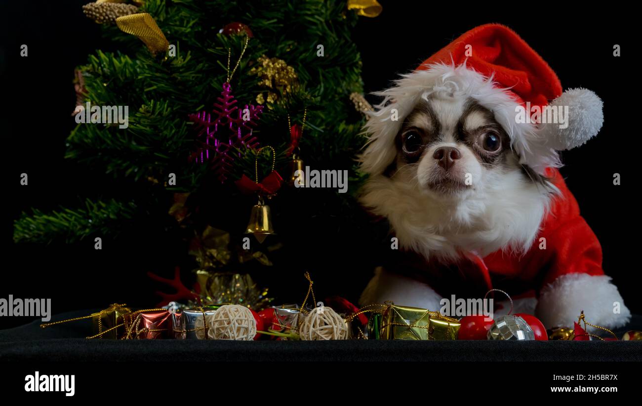 Ein chihuahua Hund trägt ein rotes weihnachtsmann Kostüm mit Geschenkbox und schaut auf die Kamera. Isoliert auf schwarzem Hintergrund. Frohes neues Jahr und Frohe Weihnachten Stockfoto