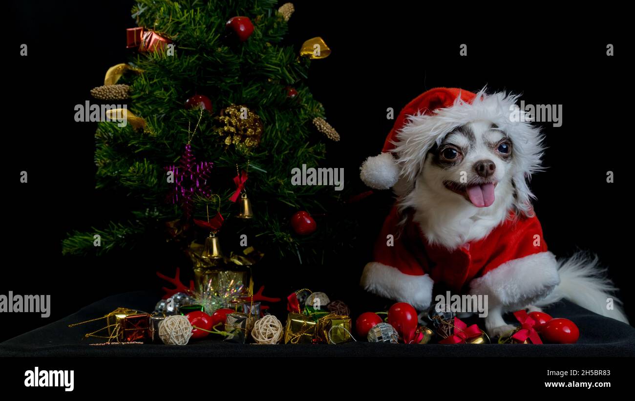 Ein chihuahua Hund trägt ein rotes weihnachtsmann Kostüm mit Geschenkbox und schaut auf die Kamera. Isoliert auf schwarzem Hintergrund. Frohes neues Jahr und Frohe Weihnachten Stockfoto
