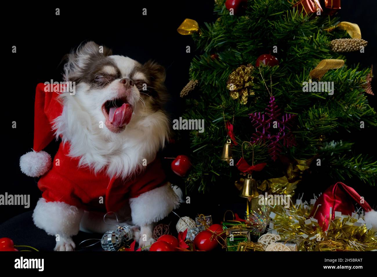 Ein chihuahua Hund trägt ein rotes weihnachtsmann Kostüm mit Geschenkbox und schaut auf die Kamera. Isoliert auf schwarzem Hintergrund. Frohes neues Jahr und Frohe Weihnachten Stockfoto