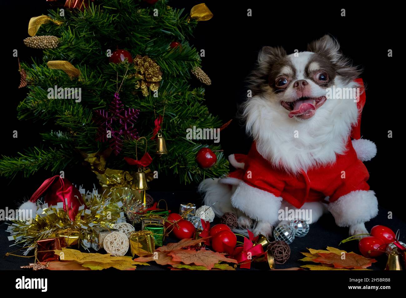 Ein chihuahua Hund trägt ein rotes weihnachtsmann Kostüm mit Geschenkbox und schaut auf die Kamera. Isoliert auf schwarzem Hintergrund. Frohes neues Jahr und Frohe Weihnachten Stockfoto