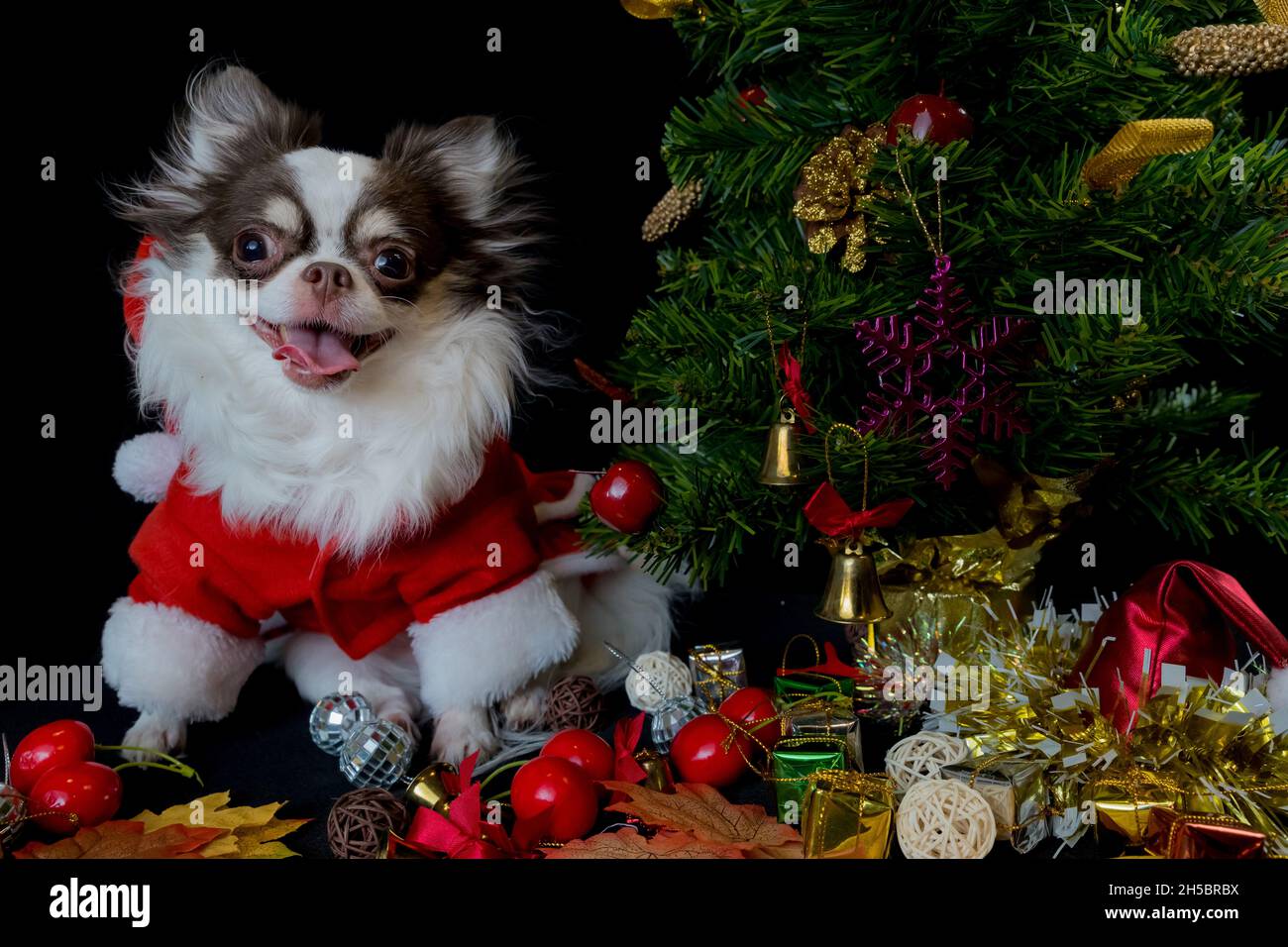 Ein chihuahua Hund trägt ein rotes weihnachtsmann Kostüm mit Geschenkbox und schaut auf die Kamera. Isoliert auf schwarzem Hintergrund. Frohes neues Jahr und Frohe Weihnachten Stockfoto