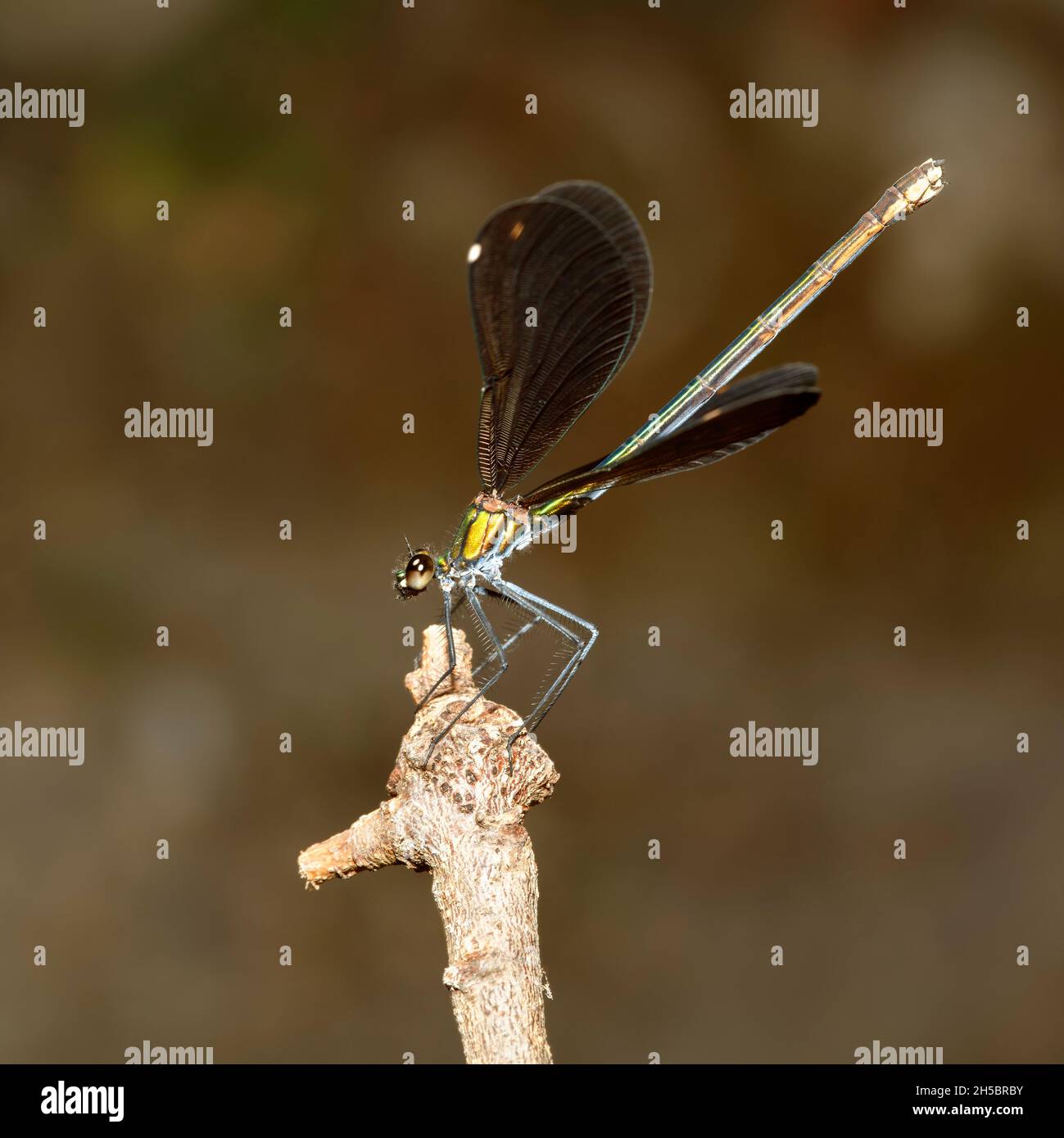 Eine weibliche, schöne Demoiselle (Calopteryx virgo), die im Profil gesehen wurde, siedelte sich auf einem Zweig an, dessen Flügel sich umwerteten Stockfoto