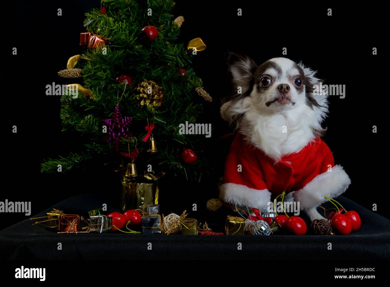 Ein chihuahua Hund trägt ein rotes weihnachtsmann Kostüm mit Geschenkbox und schaut auf die Kamera. Isoliert auf schwarzem Hintergrund. Frohes neues Jahr und Frohe Weihnachten Stockfoto