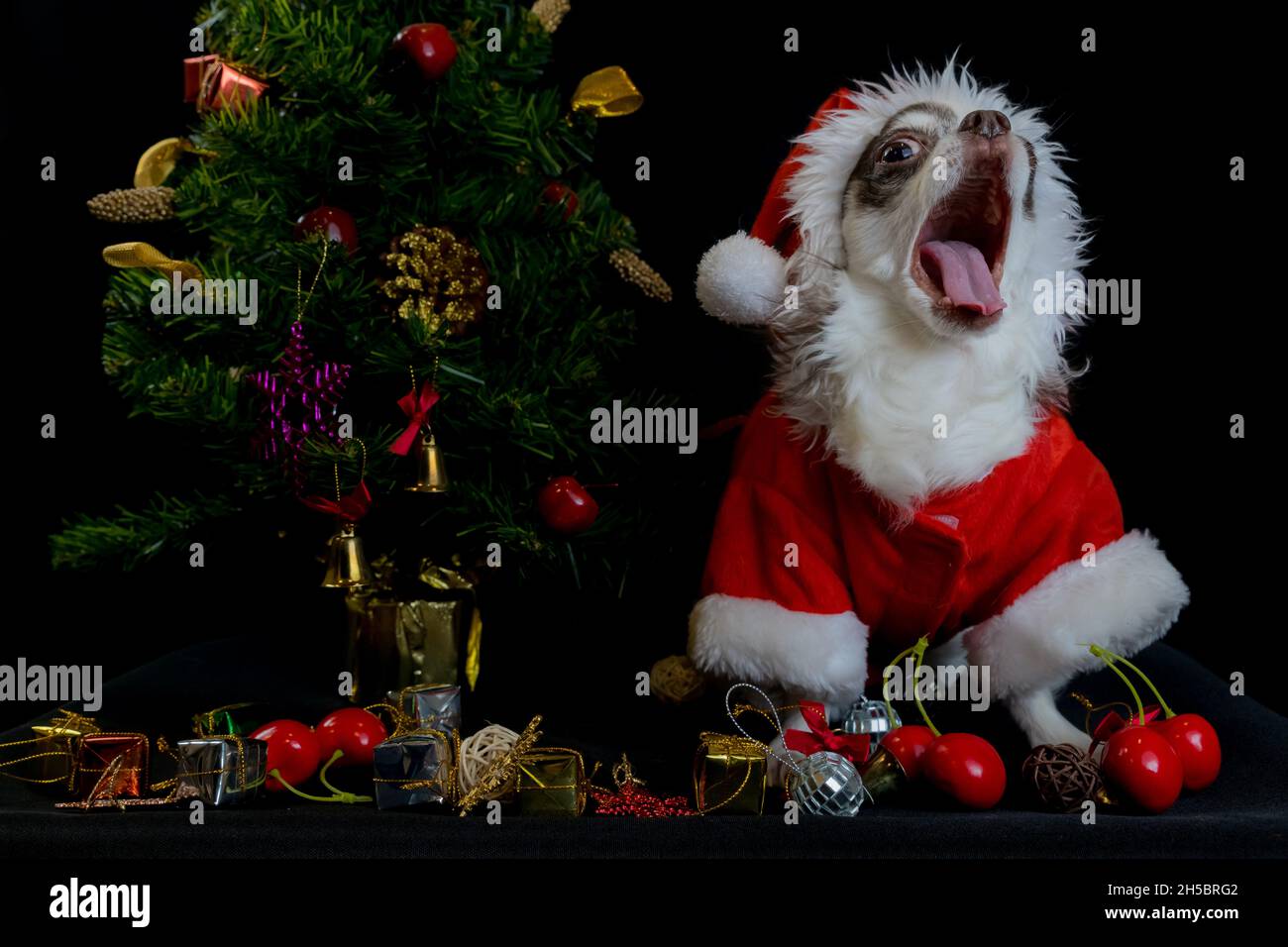 Ein chihuahua Hund trägt ein rotes weihnachtsmann Kostüm mit Geschenkbox und schaut auf die Kamera. Isoliert auf schwarzem Hintergrund. Frohes neues Jahr und Frohe Weihnachten Stockfoto