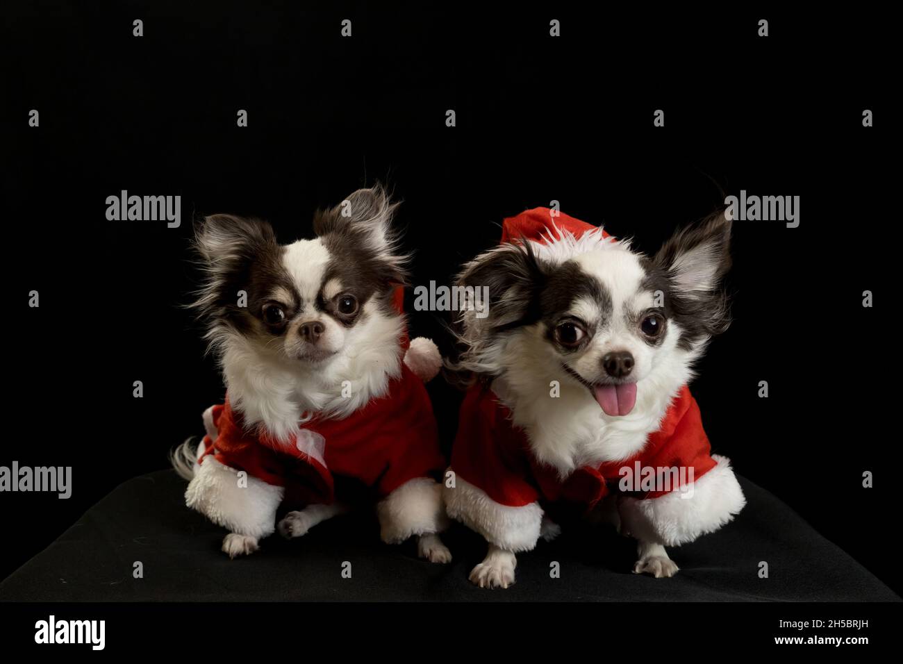 Zwei chihuahua Hunde tragen ein rotes weihnachtsmann Kostüm mit Geschenkbox und blicken in die Kamera. Isoliert auf schwarzem Hintergrund. Frohes neues Jahr und Merry Chr. Stockfoto