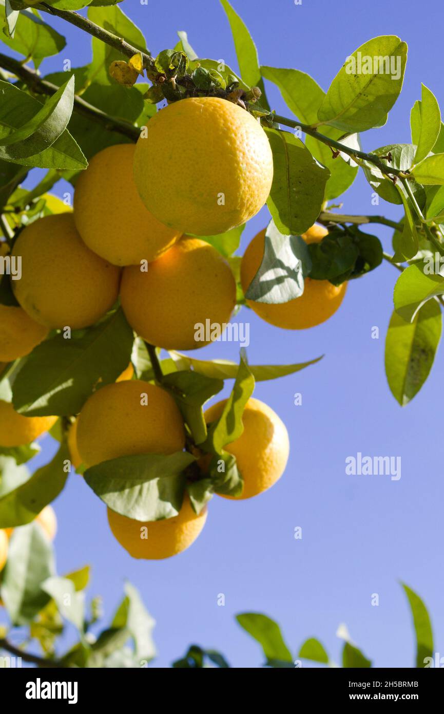 Frische mediterrane Orangen Nahaufnahme mit unscharfem Hintergrund farbenfrohe Szenenansicht Vertikale Aufnahme mit Fokus auf den Vordergrund Kopierbereich Stockfoto