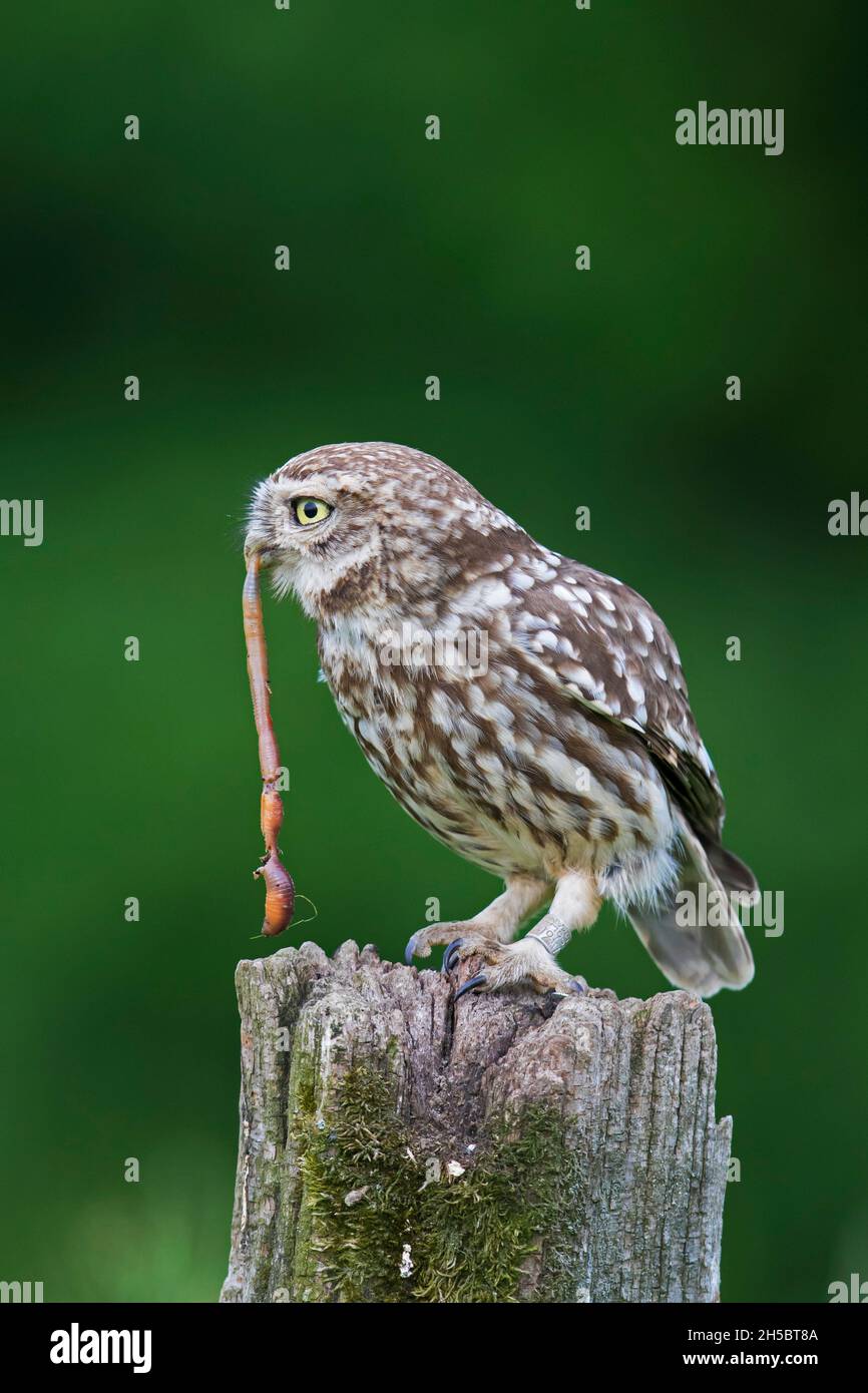 Beringte kleine Eule (Athene noctua), die ertastete Regenwurm-/Wurmbeute frisst, während sie auf einem alten, verwitterten Zaunpfosten entlang der Wiese/Wiese thront Stockfoto