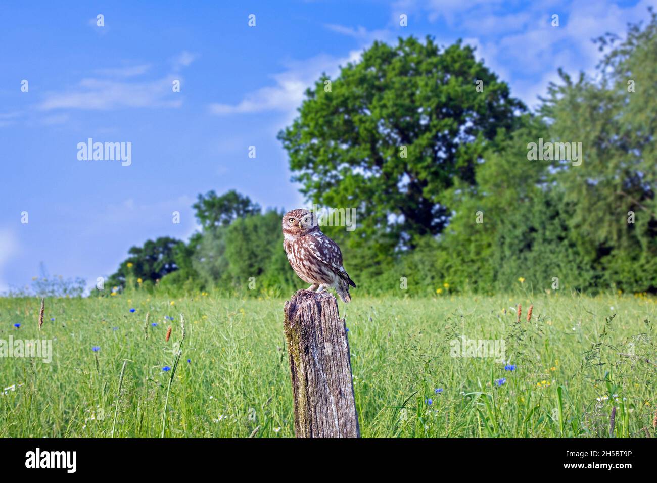 Beringte Eule (Athene noctua) thront im Sommer auf einem alten, verwitterten Zaunpfosten entlang der Wiese/dem Feld mit Wildblumen Stockfoto
