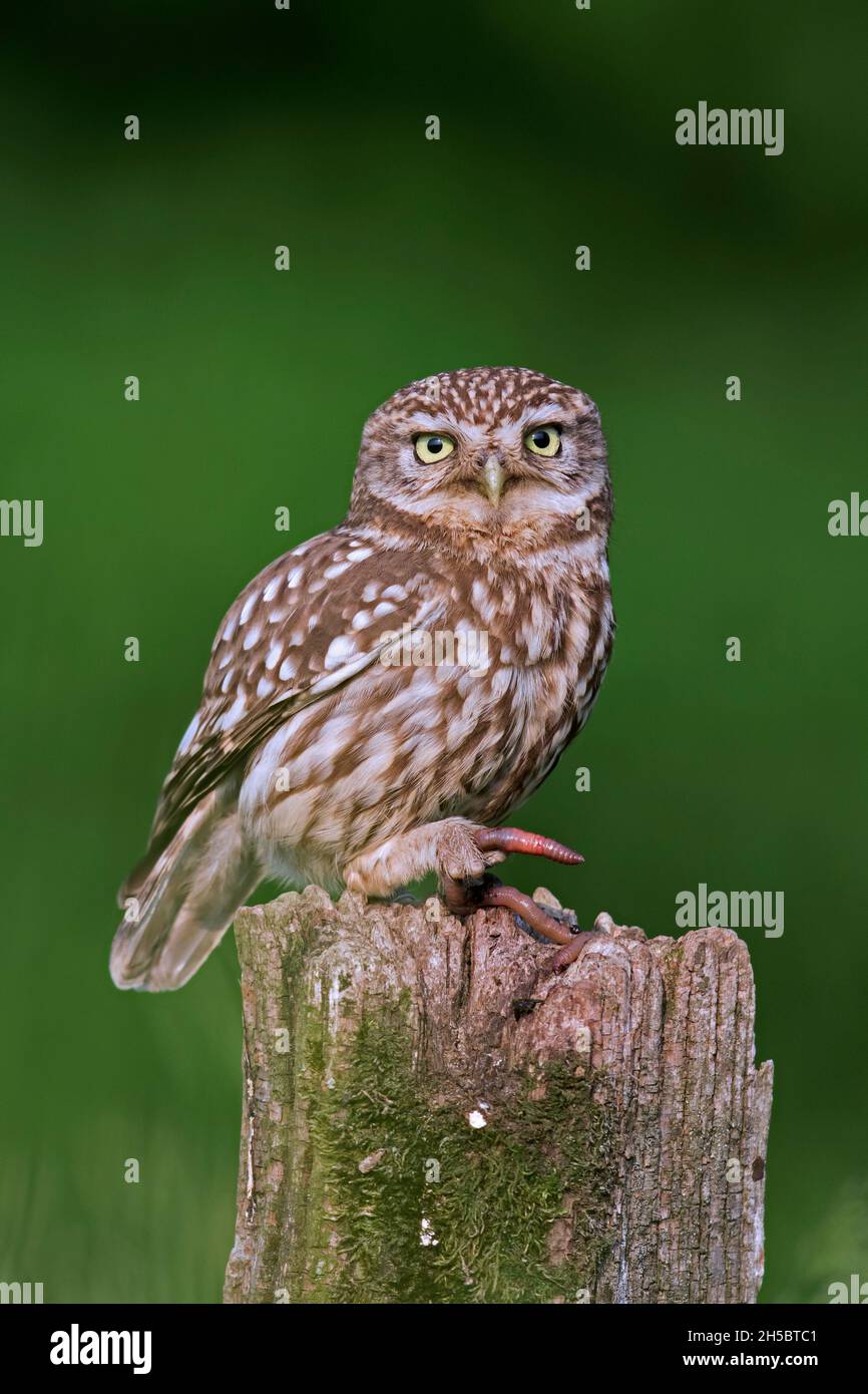 Kleine Eule (Athene noctua) hält Regenwurm/Wurm in seinen Krallen/Klauen, während sie auf einem alten, verwitterten Zaunpfosten entlang der Wiese/Wiese thront Stockfoto