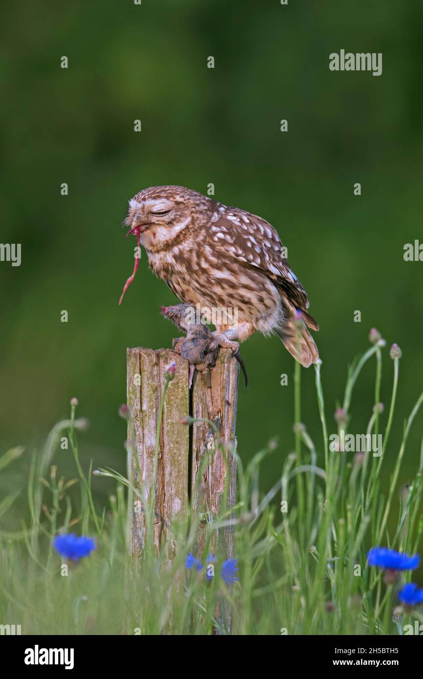 Ringelkauz (Athene noctua), die auf einem alten, verwitterten Zaunpfosten entlang der Wiese gefangen Maus frisst Stockfoto
