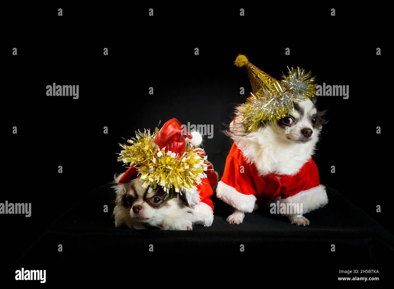 Zwei chihuahua Hunde tragen ein rotes weihnachtsmann Kostüm mit Geschenkbox und blicken in die Kamera. Isoliert auf schwarzem Hintergrund. Frohes neues Jahr und Merry Chr. Stockfoto