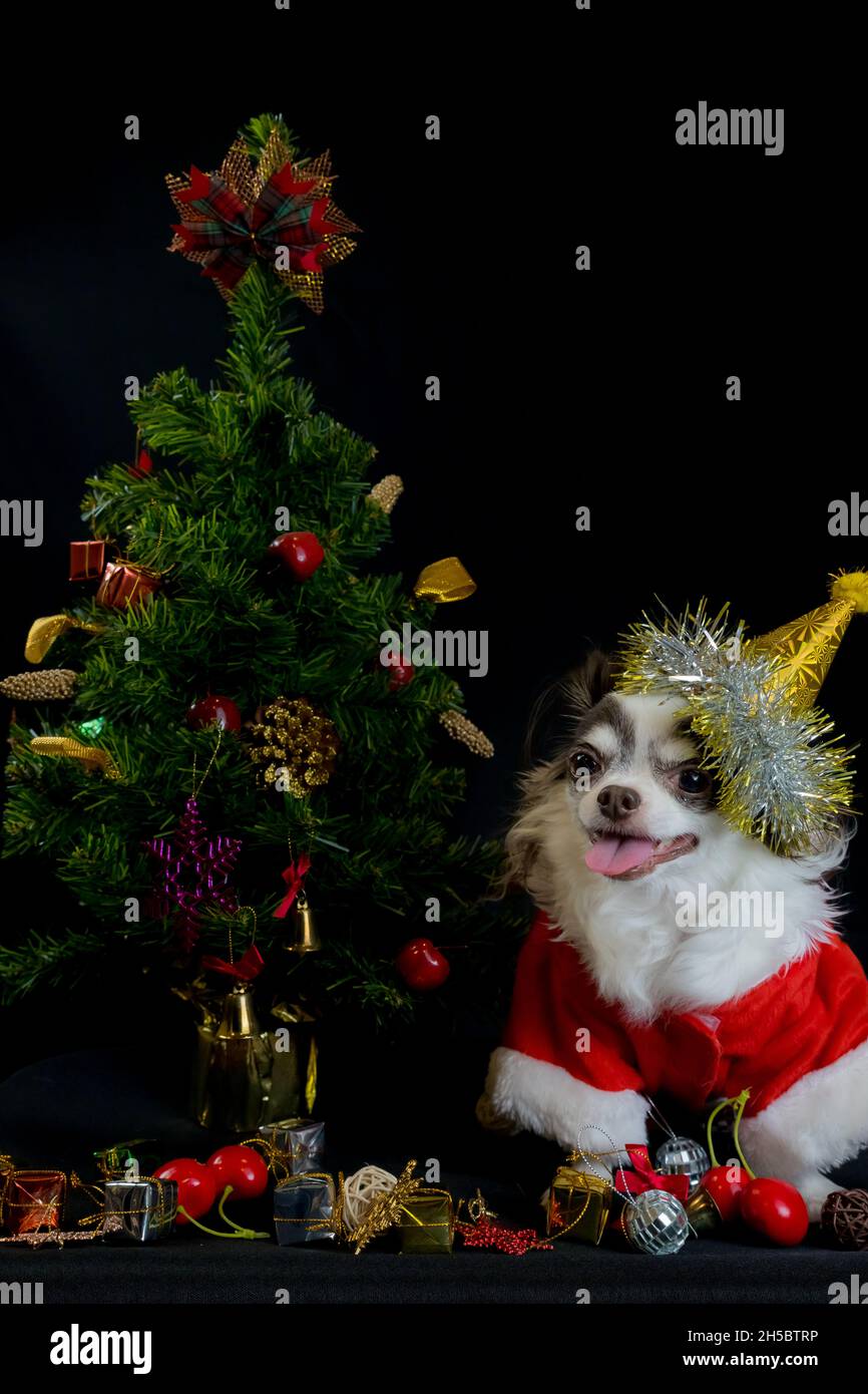 Ein chihuahua Hund trägt ein rotes weihnachtsmann Kostüm mit Geschenkbox und schaut auf die Kamera. Isoliert auf schwarzem Hintergrund. Frohes neues Jahr und Frohe Weihnachten Stockfoto