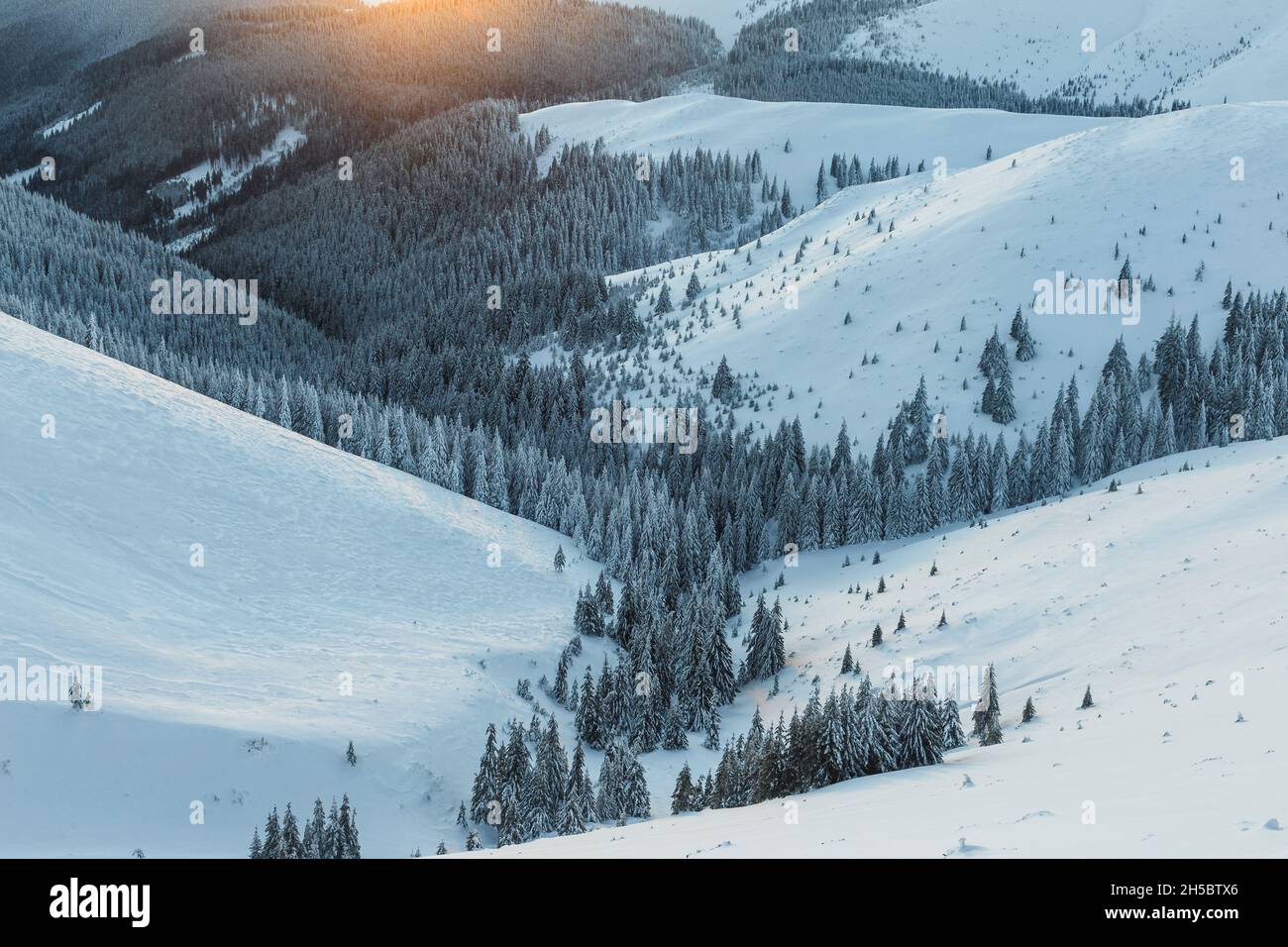 Frostige Winterszene im Bergtal. Tannenbäume, die in den Karpaten von Neuschnee bedeckt sind. Rumänien Stockfoto