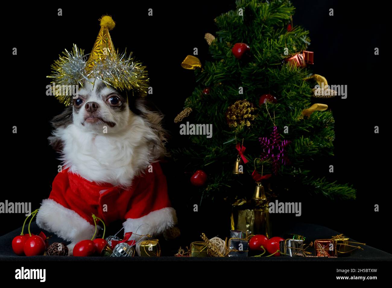 Ein chihuahua Hund trägt ein rotes Weihnachtsmann Kostüm mit Geschenkbox und schaut auf die Kamera. Isoliert auf schwarzem Hintergrund. Frohes neues Jahr und Frohe Weihnachten Stockfoto