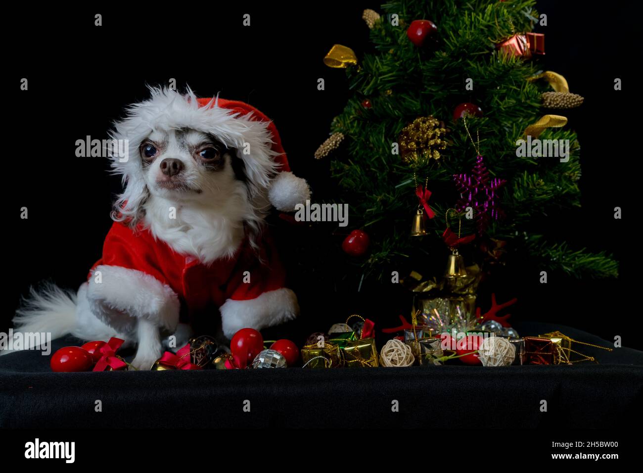 Ein chihuahua Hund trägt ein rotes Weihnachtsmann Kostüm mit Geschenkbox und schaut auf die Kamera. Isoliert auf schwarzem Hintergrund. Frohes neues Jahr und Frohe Weihnachten Stockfoto