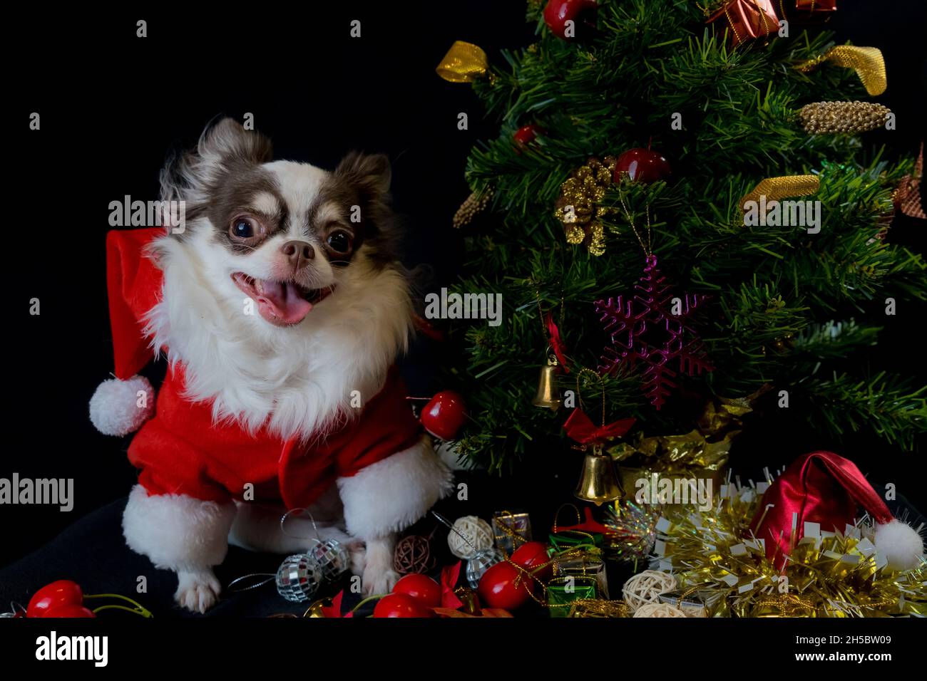 Ein chihuahua Hund trägt ein rotes Weihnachtsmann Kostüm mit Geschenkbox und schaut auf die Kamera. Isoliert auf schwarzem Hintergrund. Frohes neues Jahr und Frohe Weihnachten Stockfoto