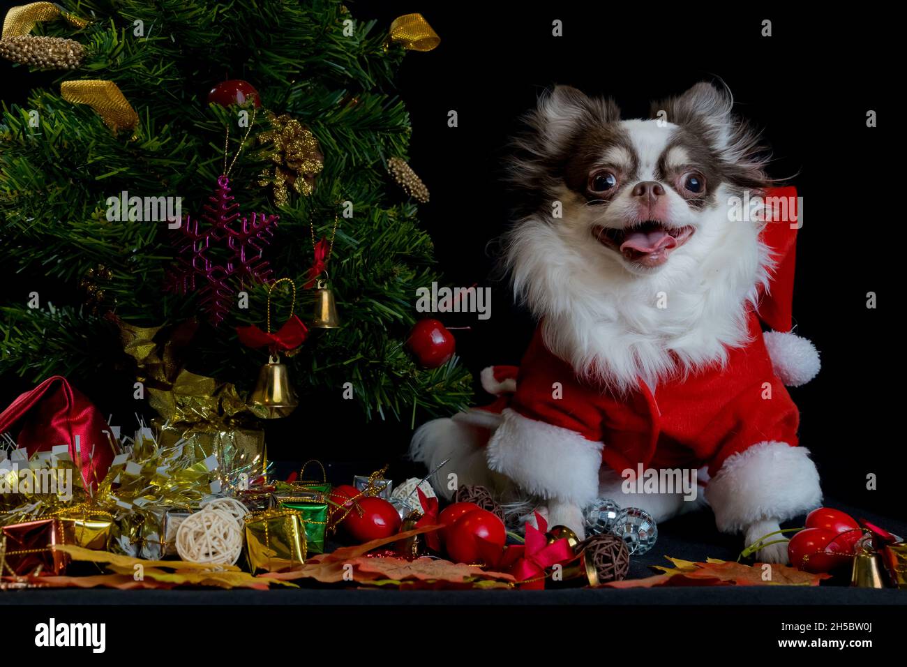 Ein chihuahua Hund trägt ein rotes Weihnachtsmann Kostüm mit Geschenkbox und schaut auf die Kamera. Isoliert auf schwarzem Hintergrund. Frohes neues Jahr und Frohe Weihnachten Stockfoto