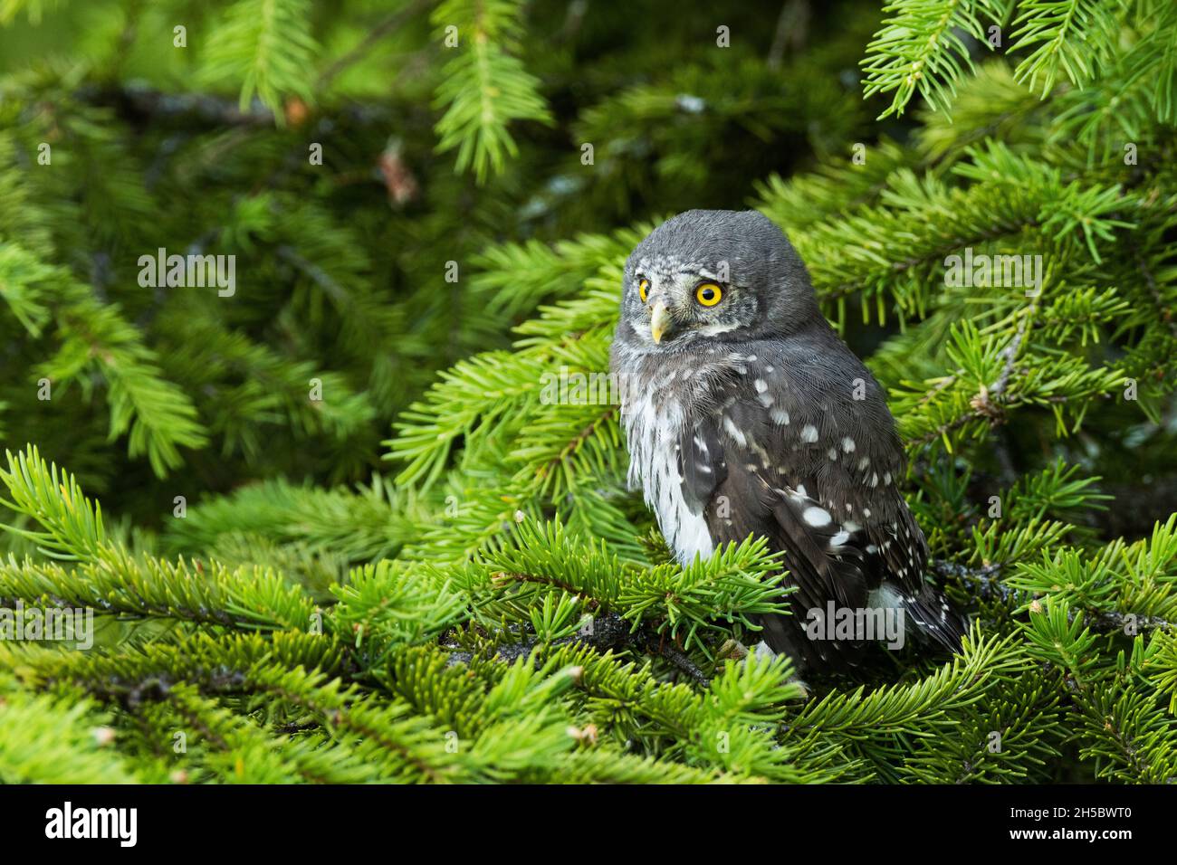 Kleine eurasische Zwergeule, Glaucidium passerinum Küken, die auf einem europäischen Fichtenzweig im estnischen borealen Wald sitzt. Stockfoto