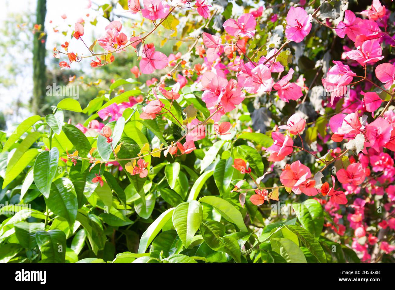 Nahaufnahme von wunderschönen, leuchtend rosa Bougainvillea-Zweigen in einem üppigen grünen Garten Stockfoto